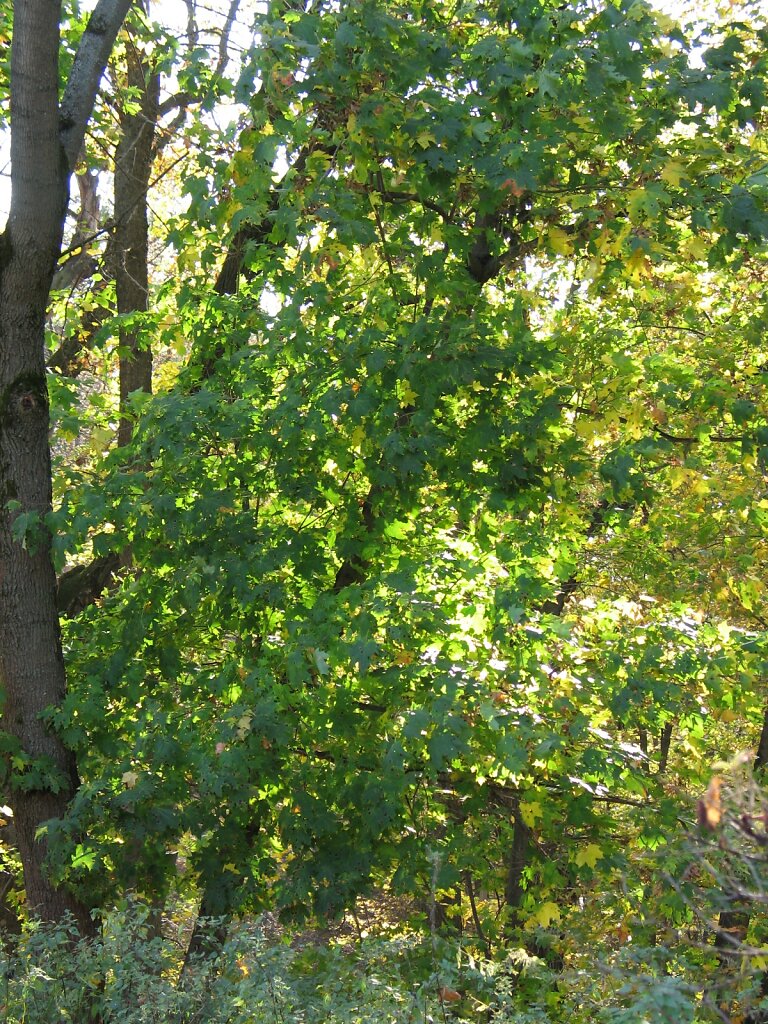 IMG-9741.JPG