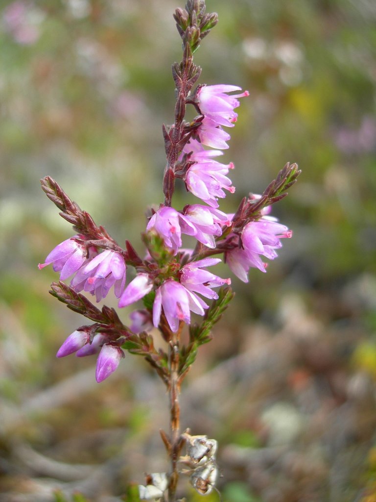DSCN0840.jpg