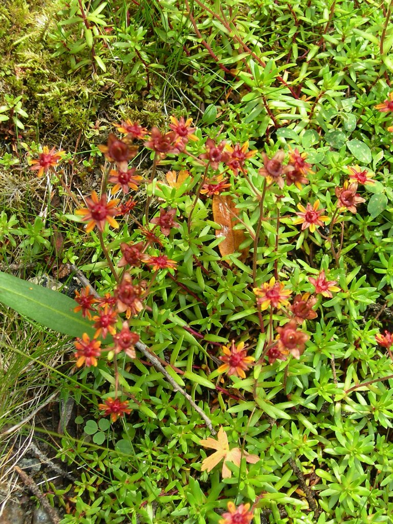 DSCN0944.jpg