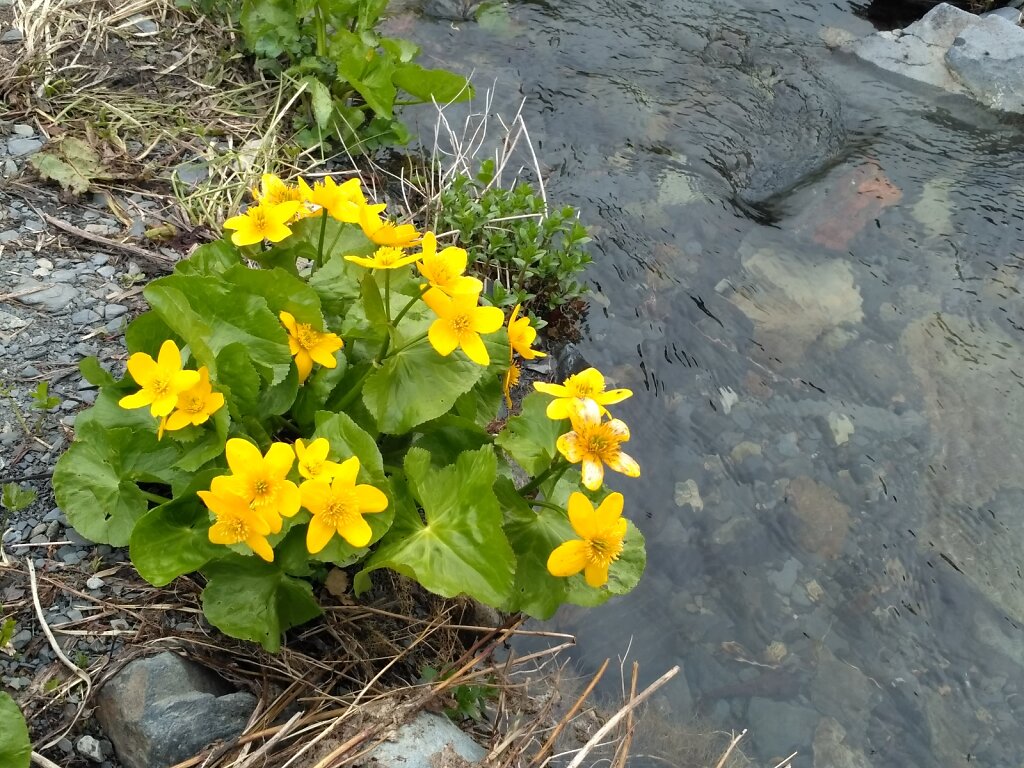 IMG-20170711-140621.jpg