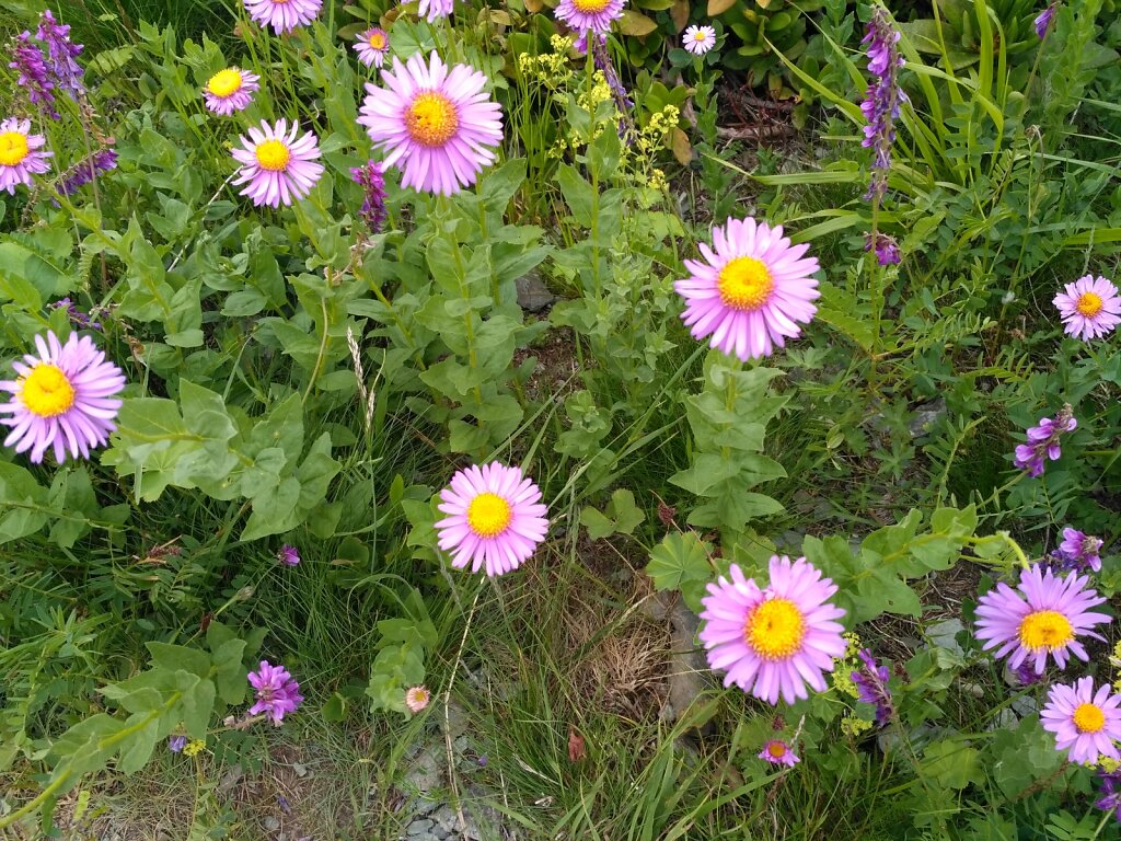 IMG-20170711-150938.jpg
