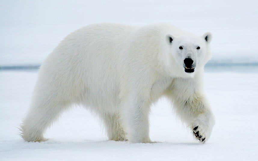 polar-bear-2.jpg